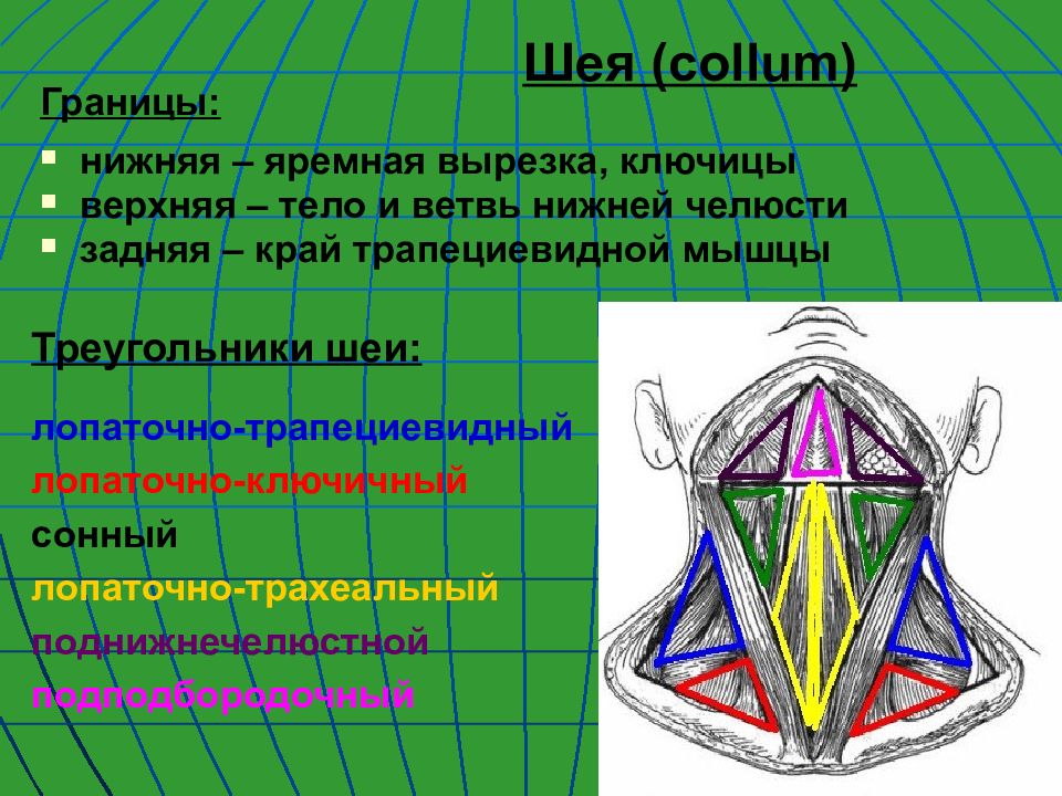 Треугольники шеи презентация