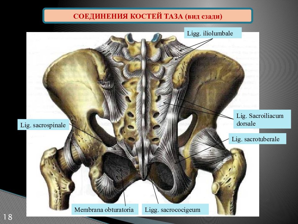 Тазобедренный сустав соединение. Анатомия тазобедренного сустава кости. Подвздошная кость таза анатомия. Скелет тазобедренный сустав анатомия. Крестец подвздошная кость анатомия.