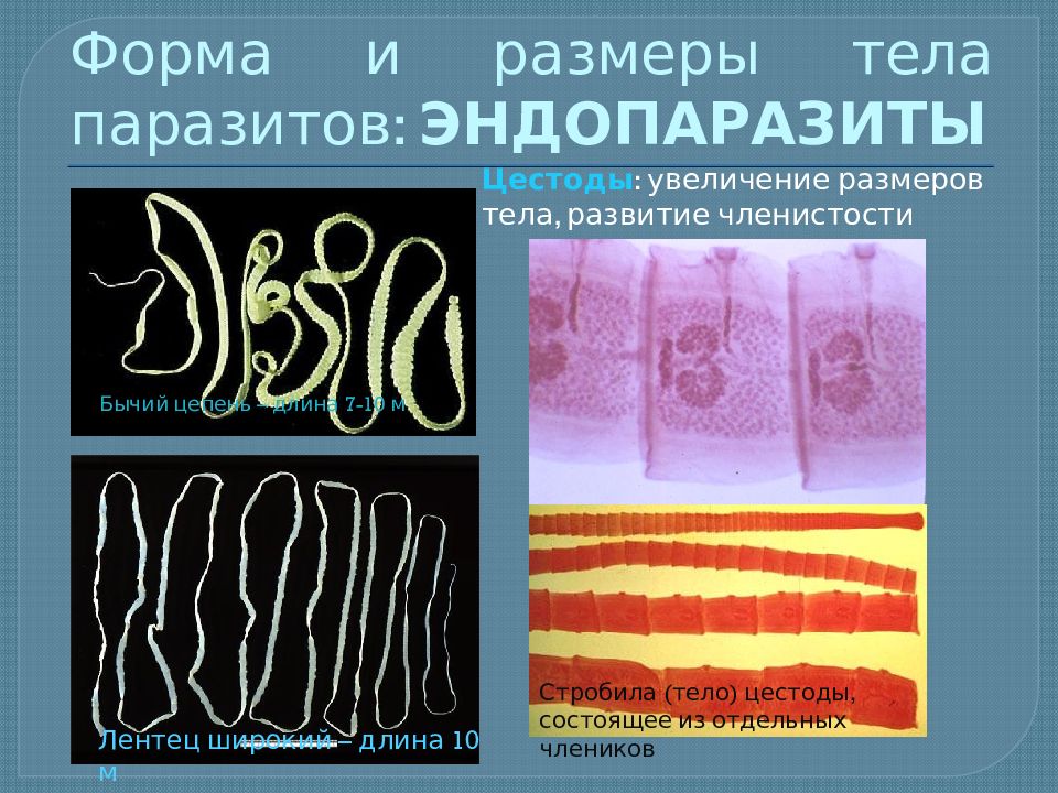 Эндопаразиты