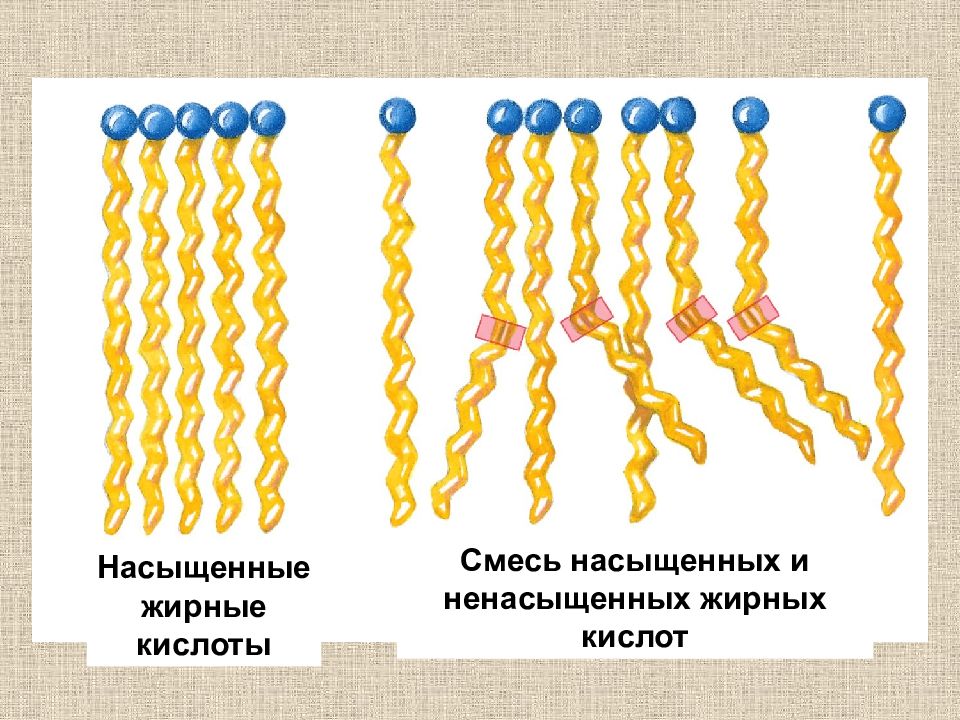 Ненасыщенные жиры. Насыщенных и ненасыщенных жирных кислот. Структура насыщенных и ненасыщенных жирных кислот. Жирные кислоты в мембранах. Липиды насыщенные и ненасыщенные отличие.