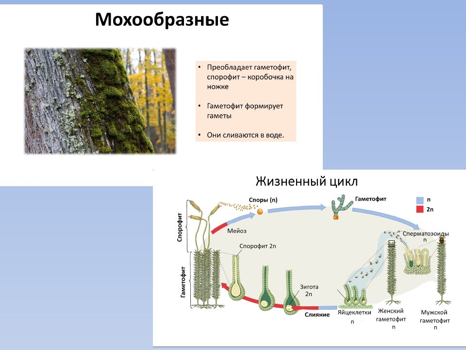 Схема изменения соотношения гаметофита и спорофита в процессе эволюции