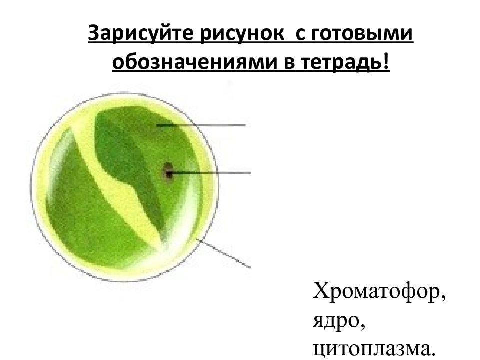 1 хроматофор. Хроматофор хлореллы. Хлорелла водоросль строение. Хроматофор на рисунке обозначен цифрой. Хлорелла особенности строения.