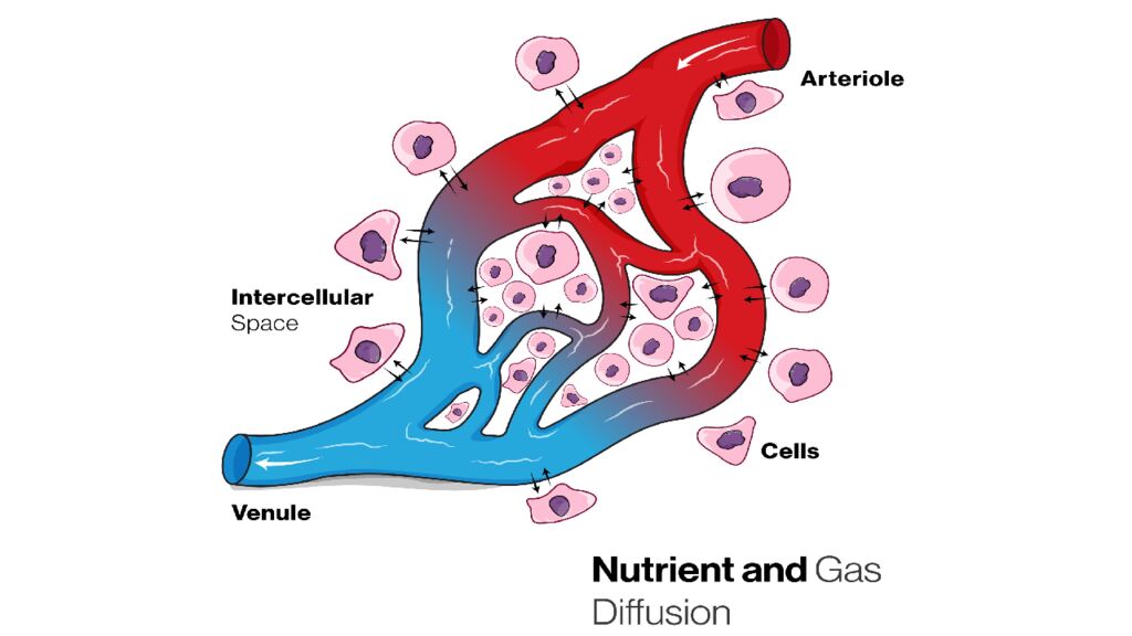 Қоректік заттардың тасымалдануы