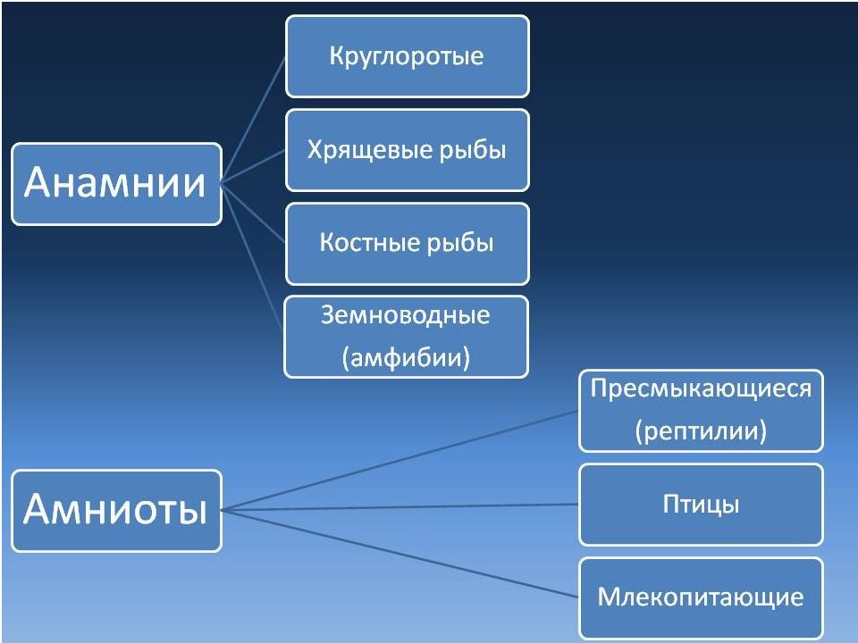 Характеристика подтипа позвоночные анамнии и амниоты. Анамнии. Анамнии и амниоты. Анамнии строение. Отличия анамний и амниот.