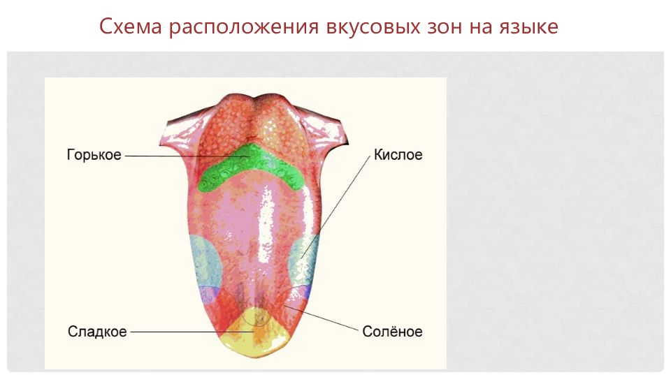 Рассмотри как расположены. Схема расположения вкусовых зон на языке.