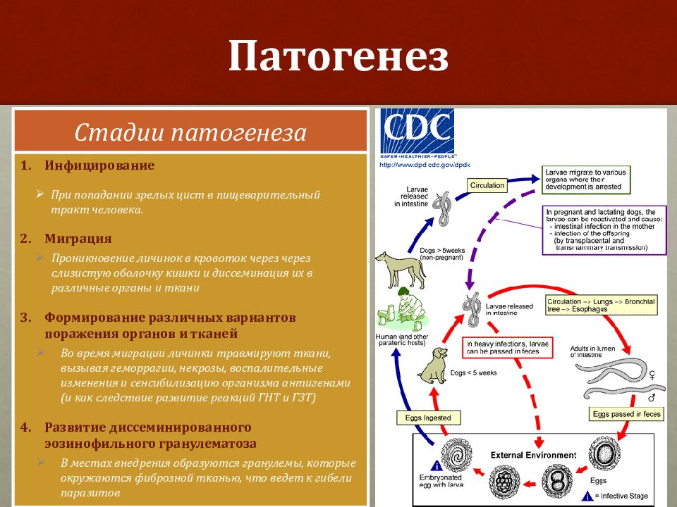 Лечение токсокароза у собак схемы лечения