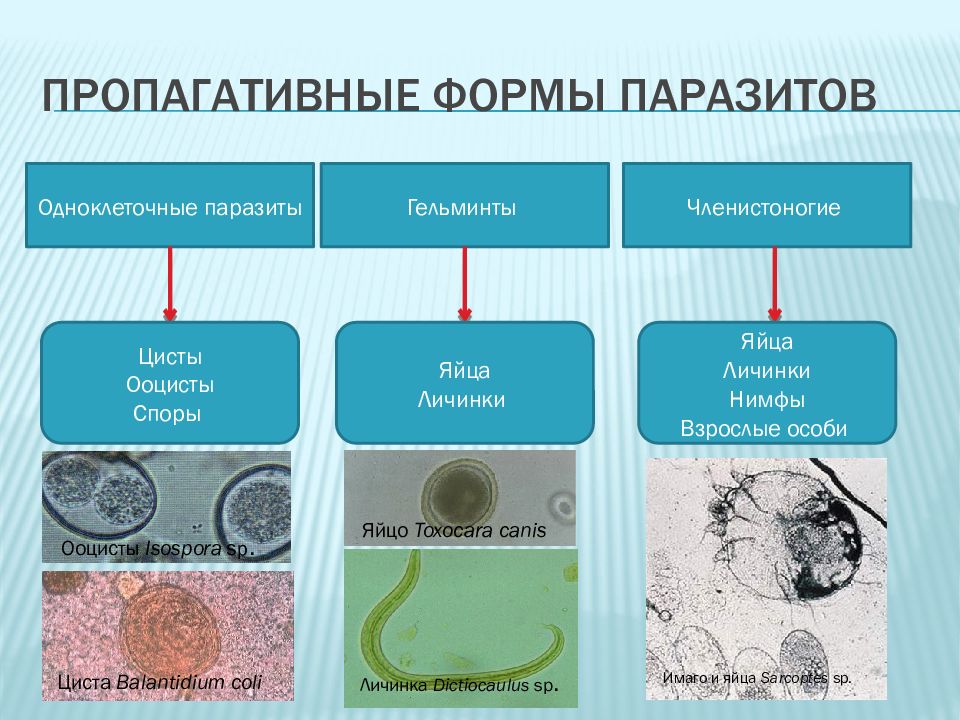 Паразиты размножение