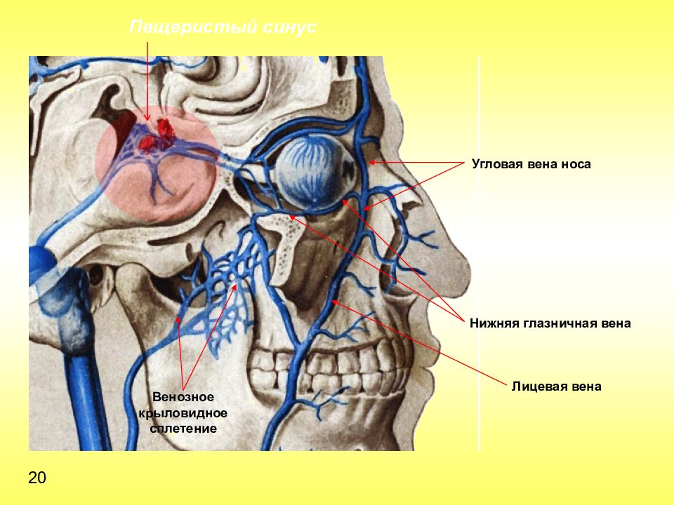 Пазуха с венозной кровью. Топография пещеристого синуса. Лицевая Вена топографическая анатомия. Глазничная Вена анатомия.