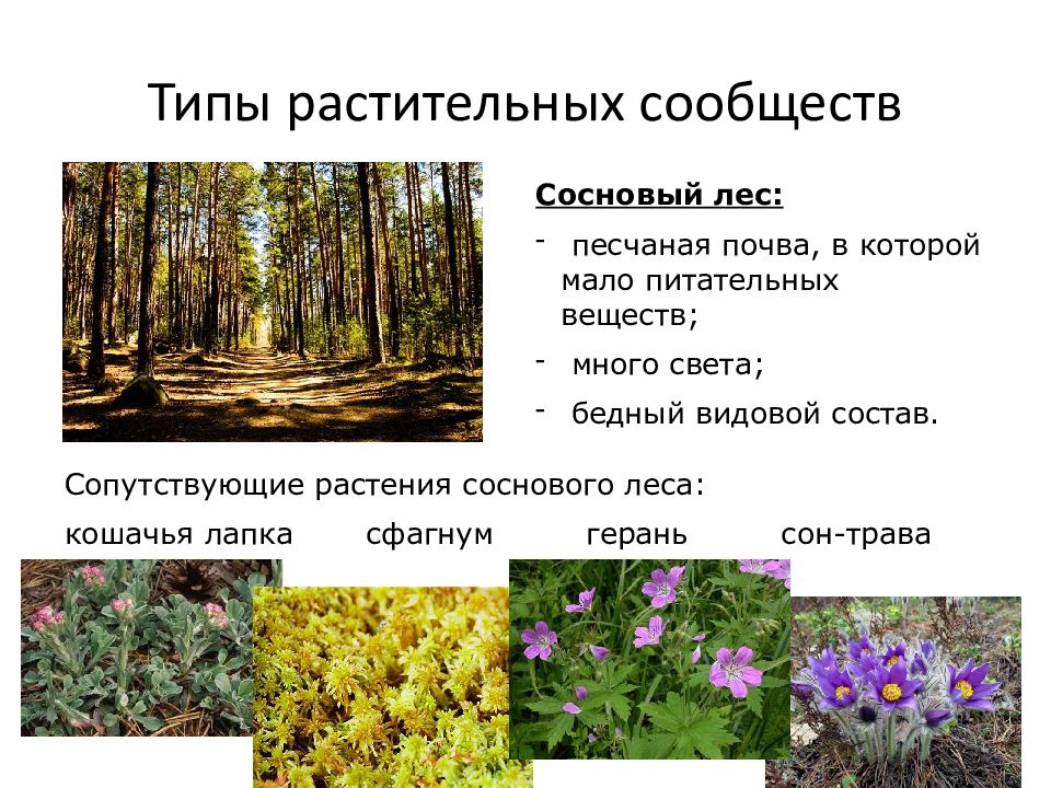 Таблица по биологии растительные сообщества. Растительные сообщества России. Лесной Тип растительности. Искусственные растительные сообщества. Растительные сообщества примеры.