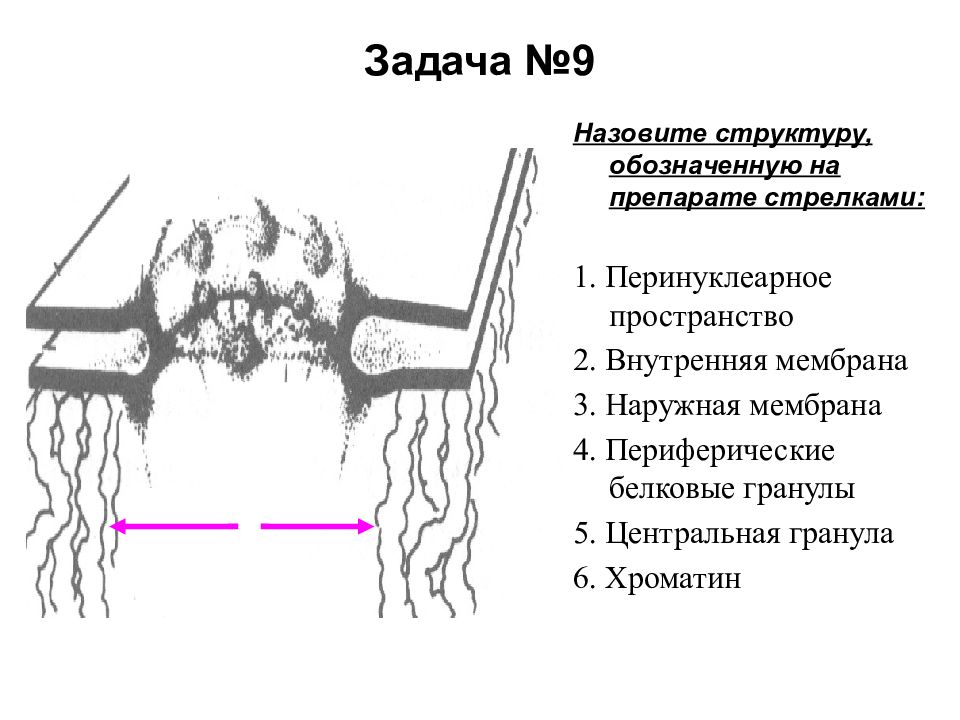 Рассмотрите рисунок назовите тип и фазу деления ядра клетки укажите количество генетического