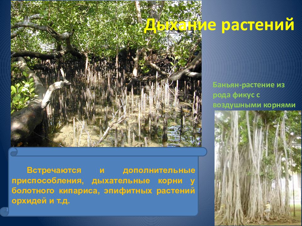 Воздушные корни растения названия. Дыхательные корни. Растения с дыхательными корнями. Воздушные корни болотного кипариса. Дыхательные корни болотного кипариса