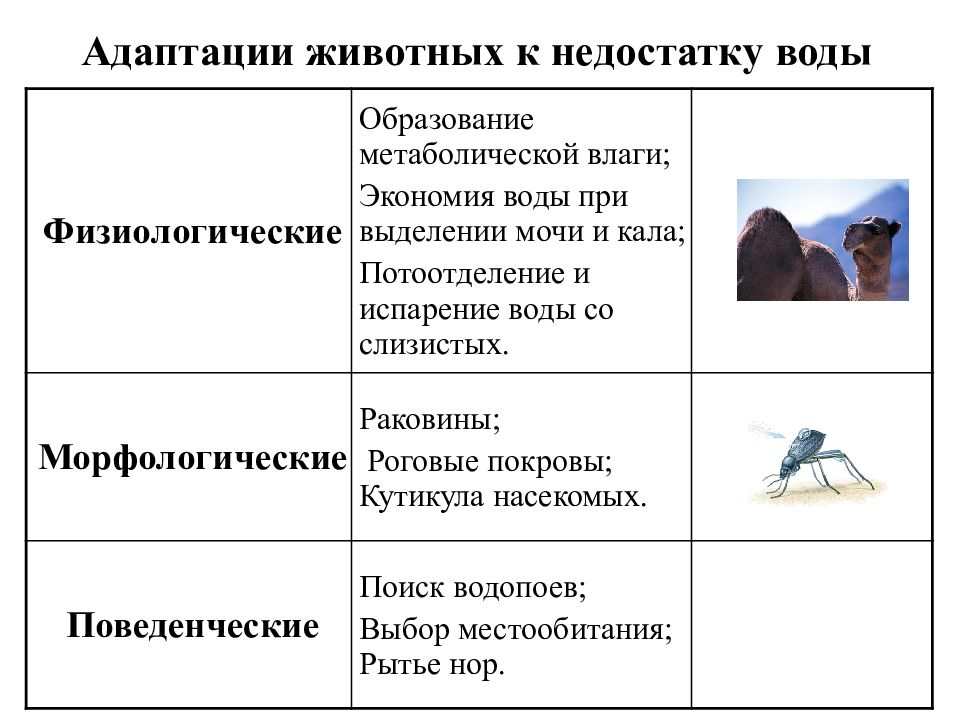 Способ адаптации к жизни неповторимая картина существования индивидуума