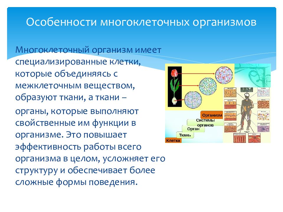 Организм единое целое 6 класс. Многообразие организмов. Организм как единое целое. Организм единое ЦЕЛОЕКАК связаны клети и ткани. Павлов организм единое целое.