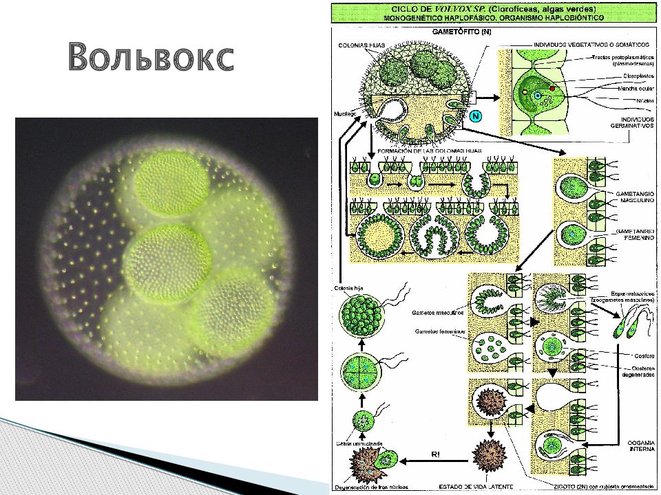 Вольвокс рисунок с подписями