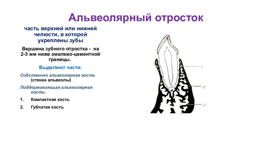 У кита альвеолярные легкие. Альвеолярная кость зуба строение. Строение альвеолы в челюсти. Строение альвеолярного отростка. Схема строения альвеолярного отростка.