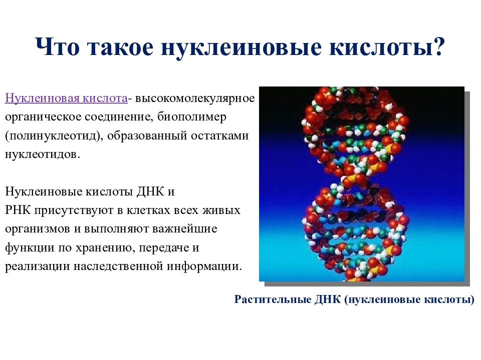 Нуклеиновая кислота тема. Нуклеиновые кислоты ДНК. Соединение нуклеиновых кислот. Свойства нуклеиновых кислот. Нуклеиновые кислоты ДНК И РНК.