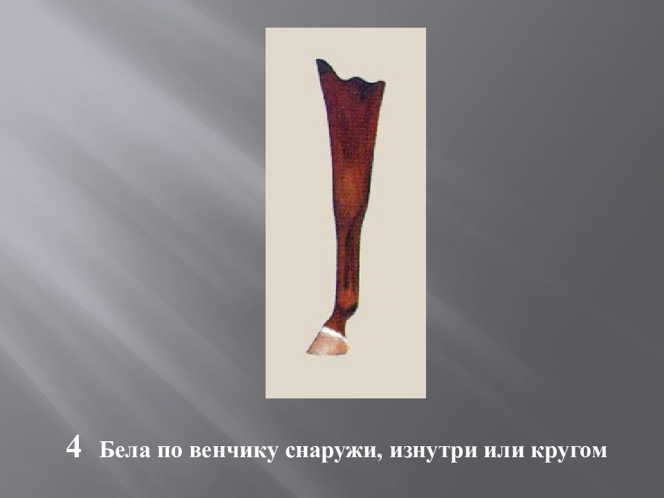 Масти и отметины у лошадей