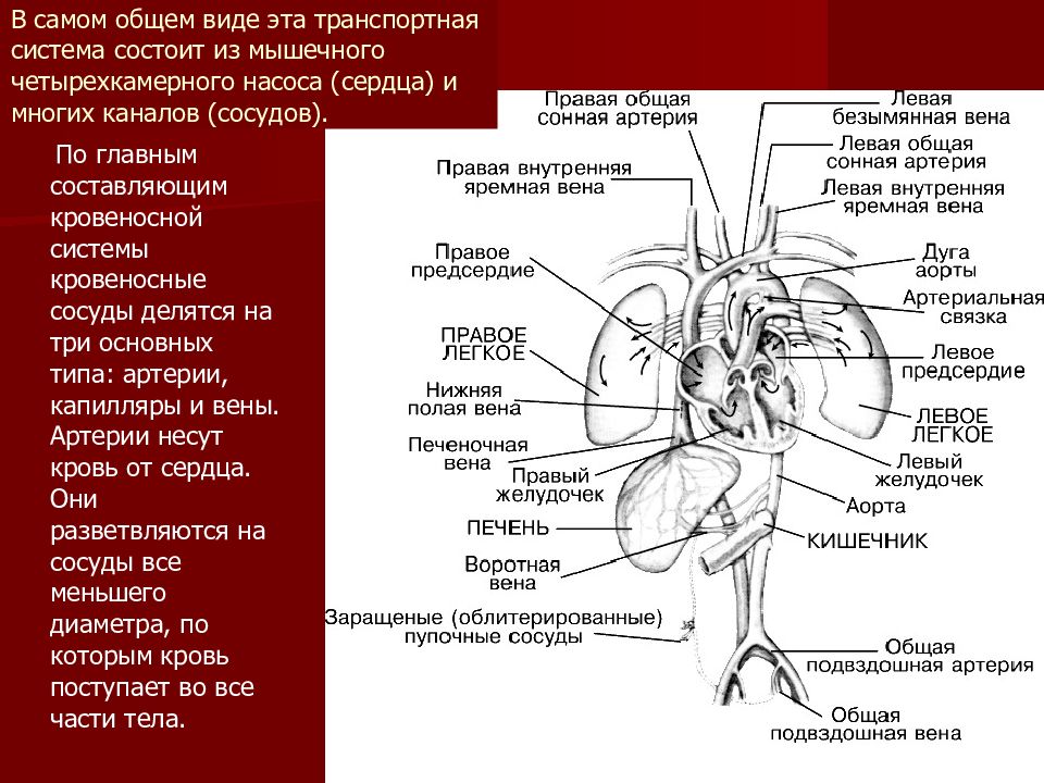 Сердце полый четырехкамерный мышечный орган имеет форму