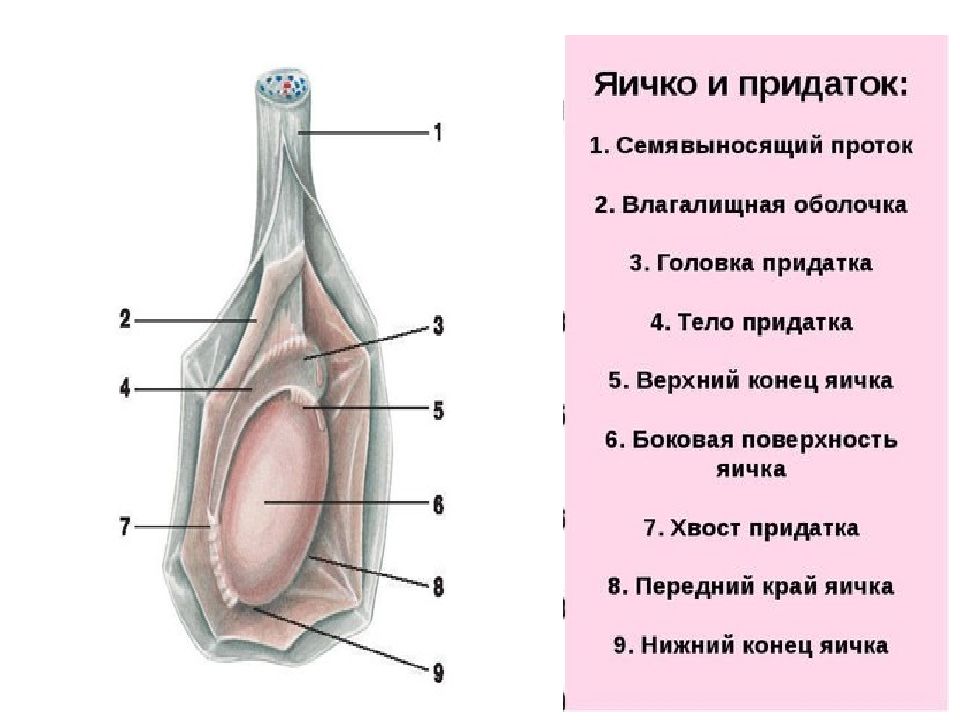 Половая система презентация