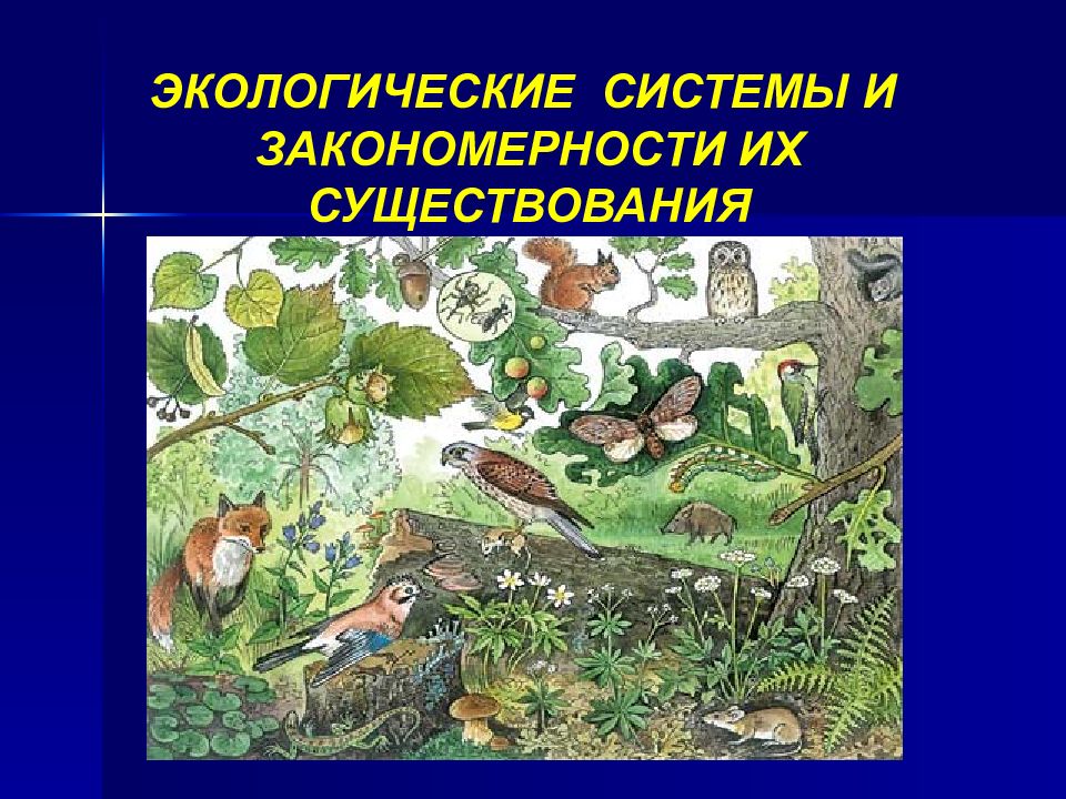 Природные системы в экологии. Закономерности существования экосистем. Экологические системы и закономерности их существования. Презентация экосистема и закономерности ее существования. Экосистема чащи.