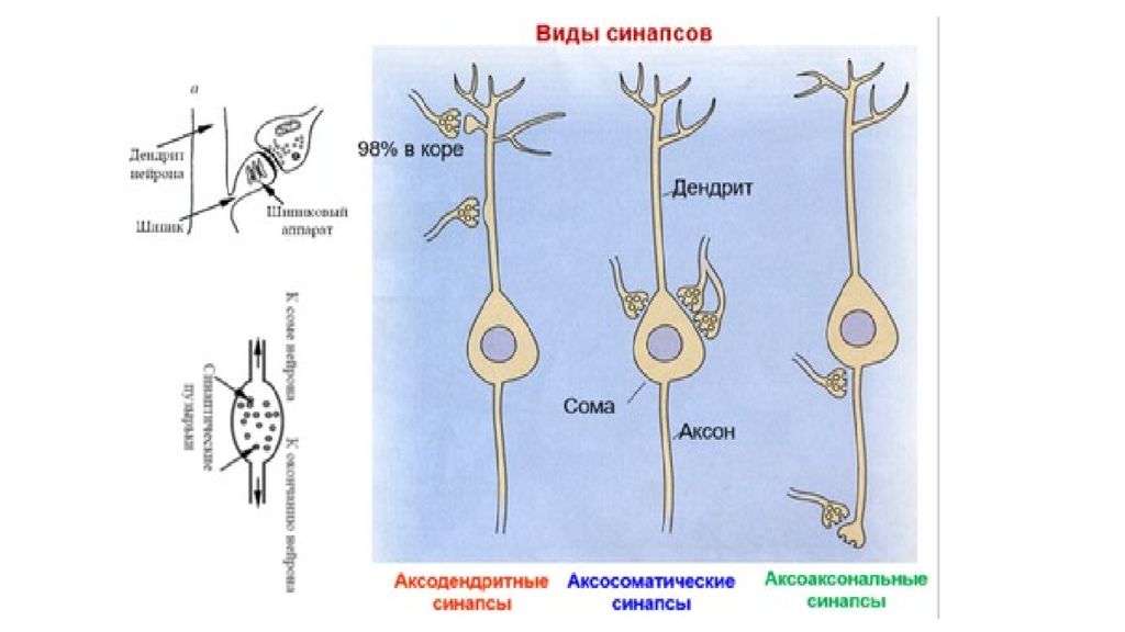 Классификация межнейронных синапсов