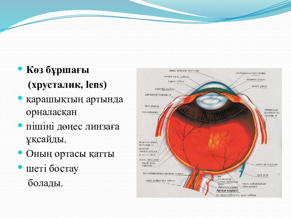 Орган зрения презентация гистология