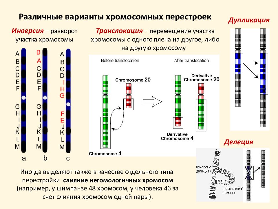 Изменения первой хромосомы. Делеция дупликация инверсия транслокация. Инсерция хромосомная перестройка. Транслокация участка хромосомы. Схема транслокации хромосом.