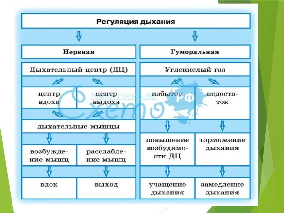 Биология регуляция дыхания. Регуляция дыхания схема. Способы регуляции дыхания схема. Таблица по регуляция дыхания. Регуляция дыхания таблица 8 класс биология.