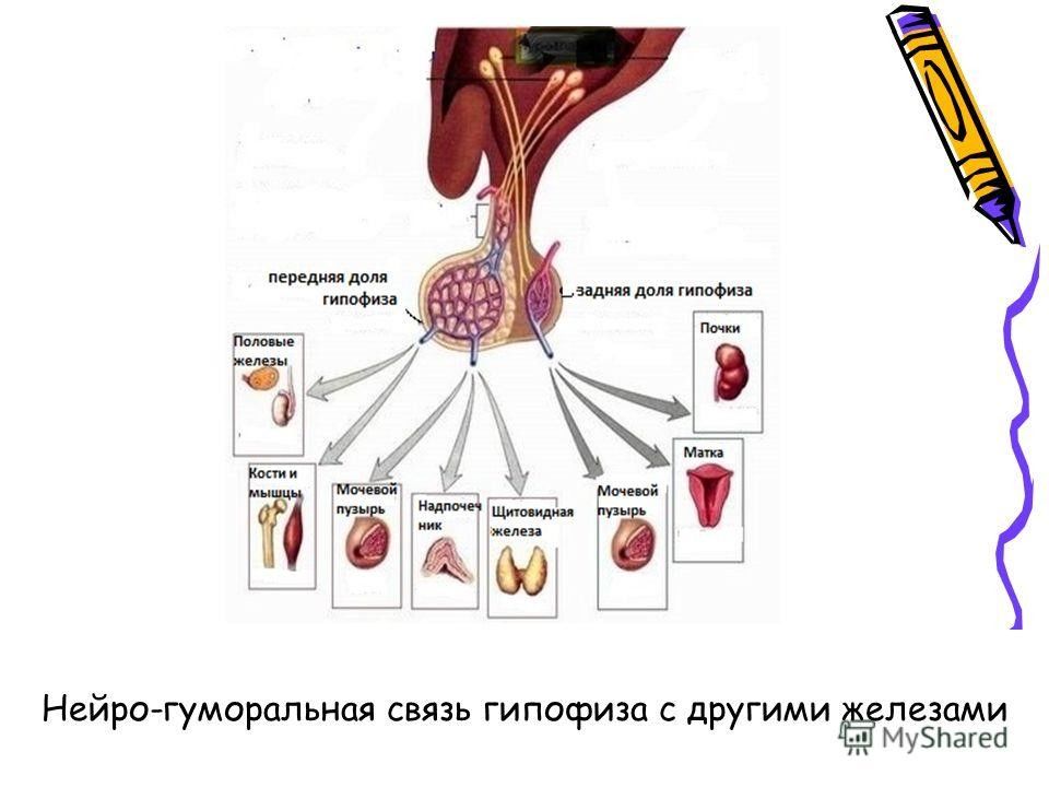 Остальных желез