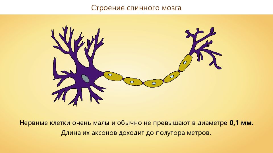 став нейроны. став нейроны. став нейрон руны. строение клетки пуркинье гистология. пораженный нейрон.
