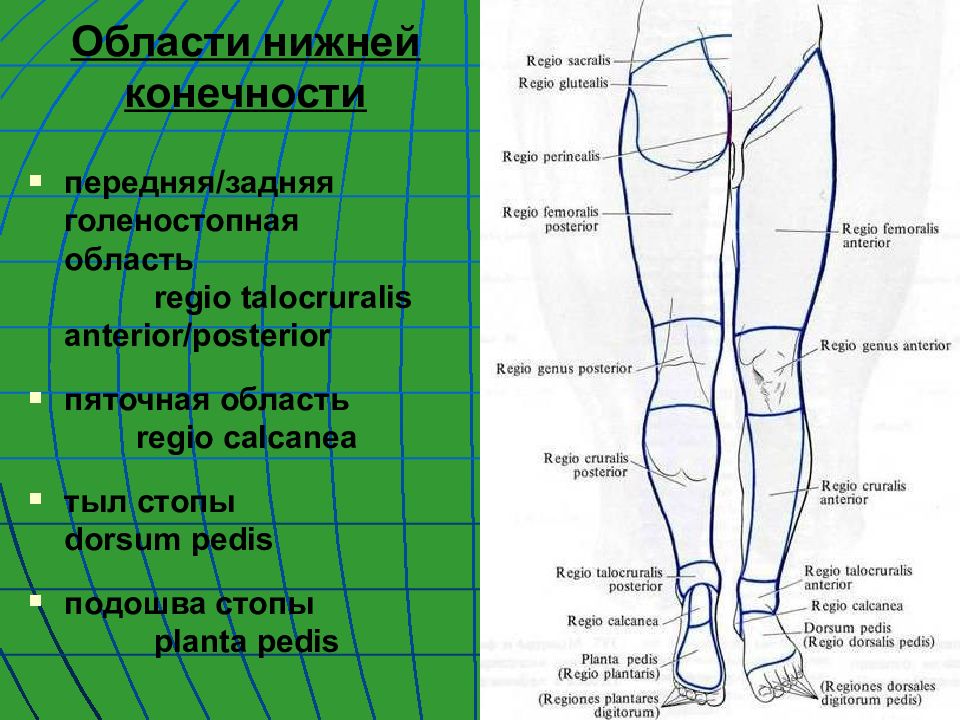 Часть ноги на б. Название частей ноги. Части ноги как называются. Части ноги схема. Части ноги человека названия рисунок.
