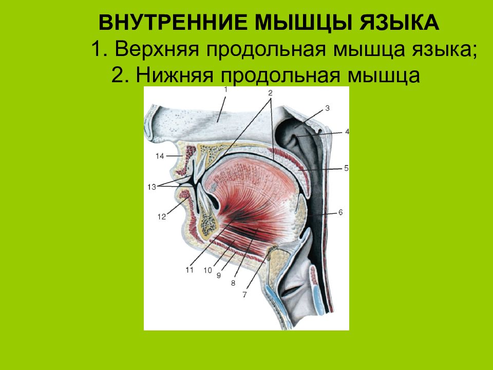 Укажите внутренние. Верхняя продольная мышца. Верхняя продольная мышца языка. Мышцы языка верхняя продольная мышца.