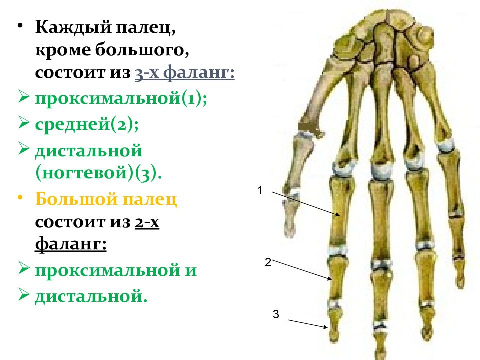 Фаланги пальцев. Фаланги пальцев нижней конечности. Проксимальная фаланга пальца.