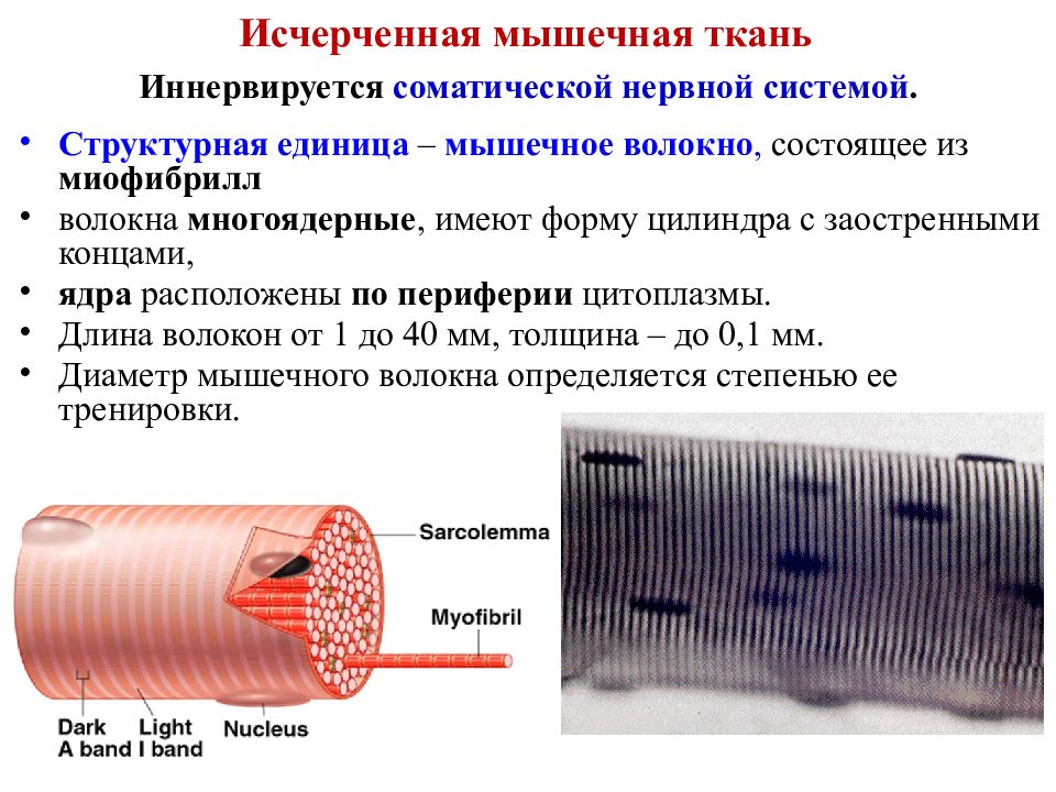 Структурно функциональная единица ткани. Структурно-функциональная единица мышечной ткани. Структурная единица скелетной мышечной ткани. Структурно функциональные свойства мышечных тканей. Структурная функциональная единица мышечной ткани.