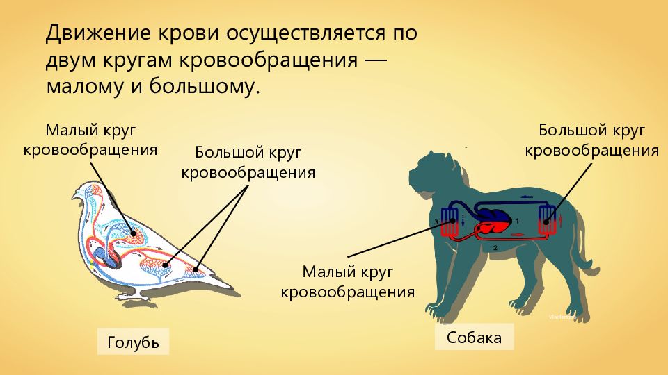 Кровеносная система кровь 7 класс презентация латюшин