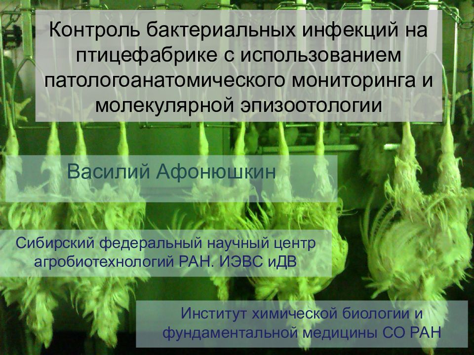 Контроль бактериальных инфекций на птицефабрике с использованием патологоанатомического мониторинга и молекулярной эпизоотологии