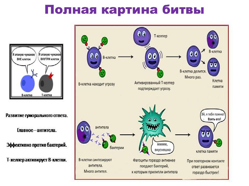 Презентация клеточный иммунитет