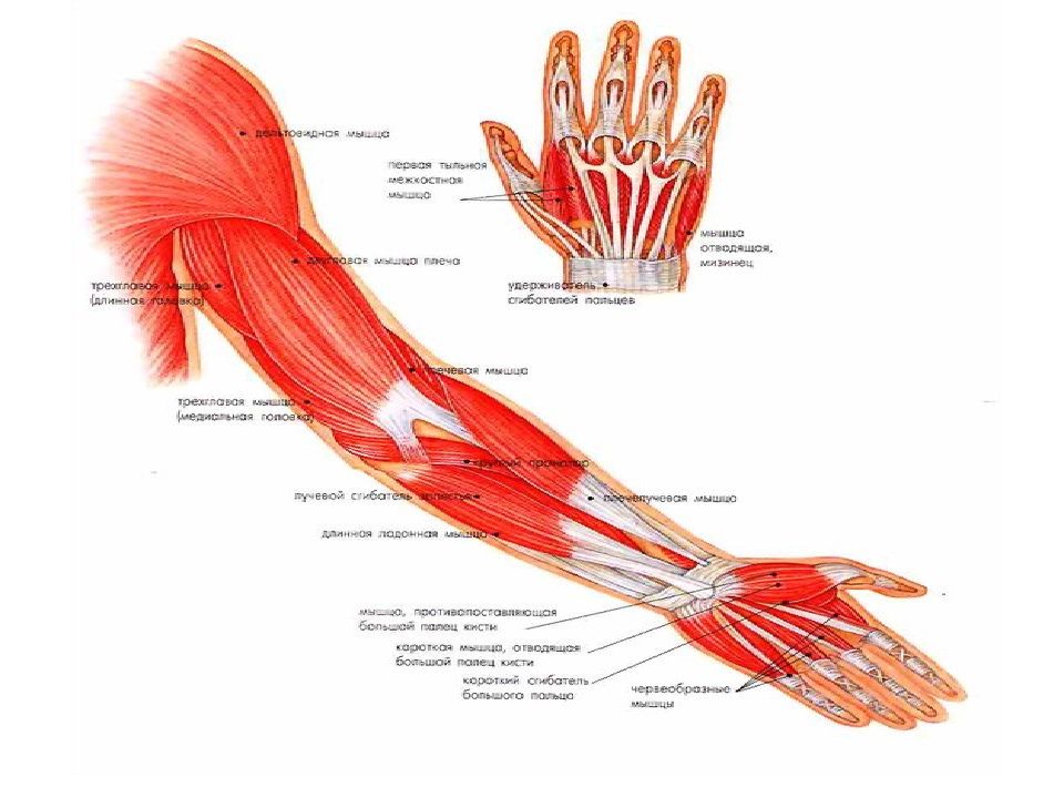 Анатомия мышц рук человека. Строение мышц руки. Анатомия руки человека. Рука анатомия названия. Строение человеческой руки.