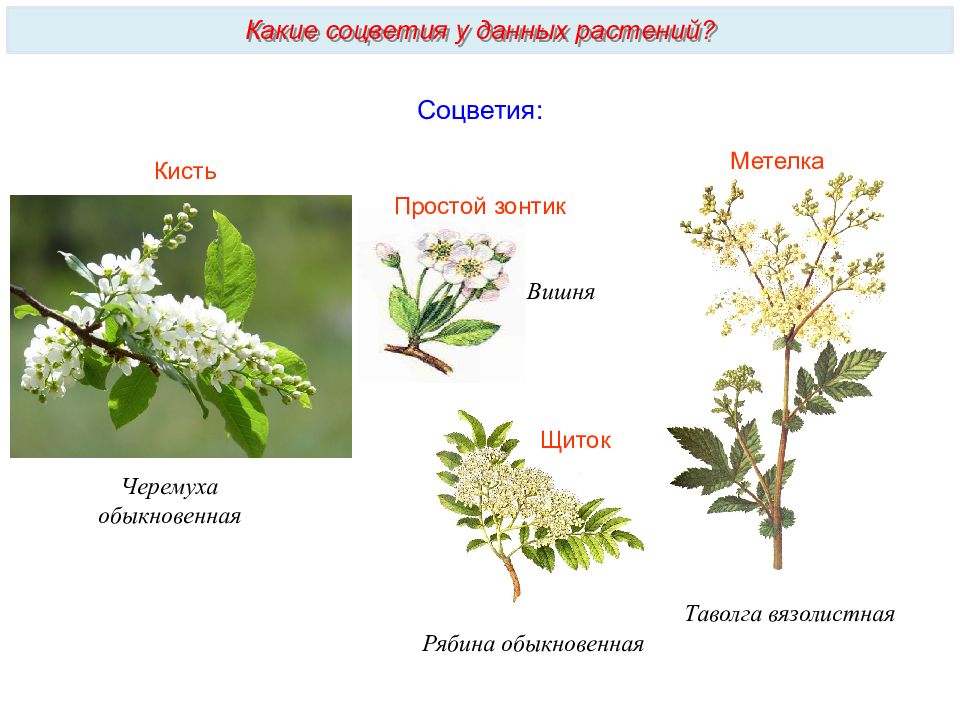 Тип соцветия розоцветных растений. Соцветие кисть у крестоцветных. Соцветие черемухи. Черёмуха обыкновенная соцветие. Крестоцветные соцветие метелка.