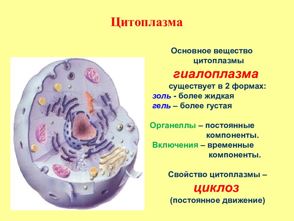 Цитоплазма на рисунке