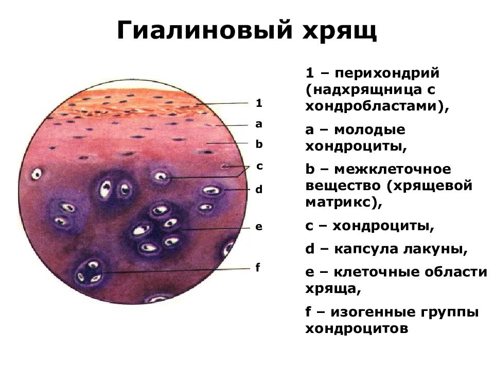 Хрящ. Хрящевая ткань гиалиновый хрящ строение. Гиалиновый хрящ хондробласты. Гиалиновая хрящевая ткань строение. Гиалиновый хрящ строение клетки.