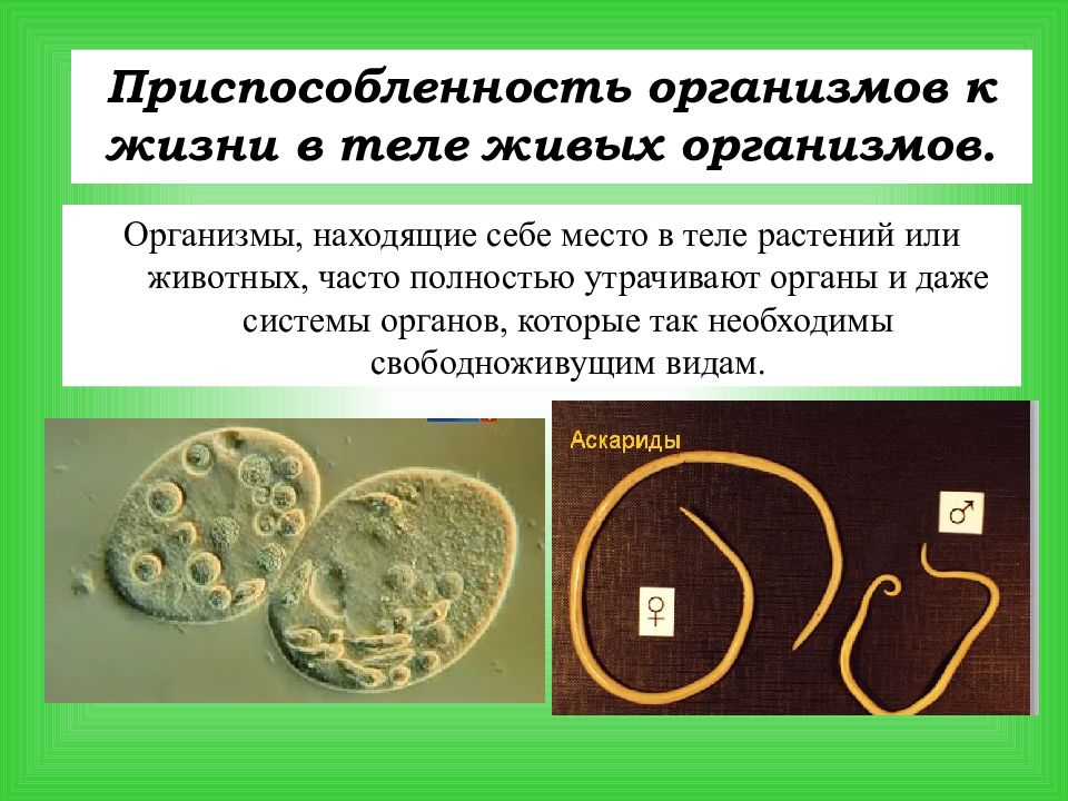 полезные микробы в организме человека. иммунитет это способность организма избавляться от. приспособляемость организма к среде обитания. цель магнитного поля. полезные бактерии для человека.