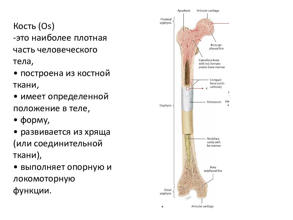 Части кости. Кость. Плотная кость. Кость определение.