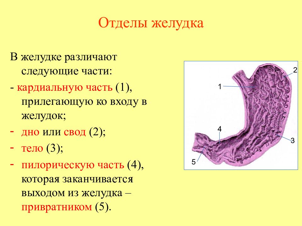 Отделы желудка схема