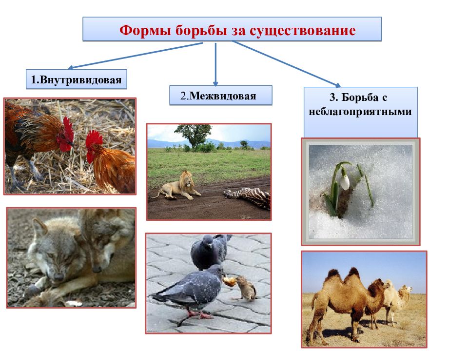 Презентация борьба за существование внутривидовая борьба межвидовая борьба