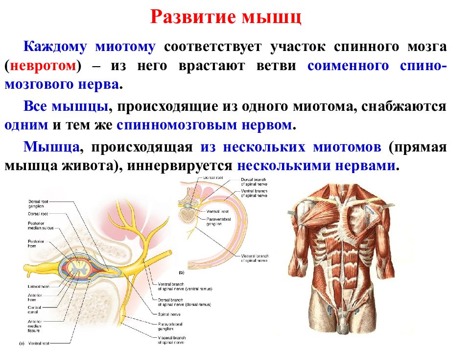 Функция каждой мышцы. Миотомов сомитов. Формирование мышц. Миотомы спинного мозга. Мышцы спинного мозга.