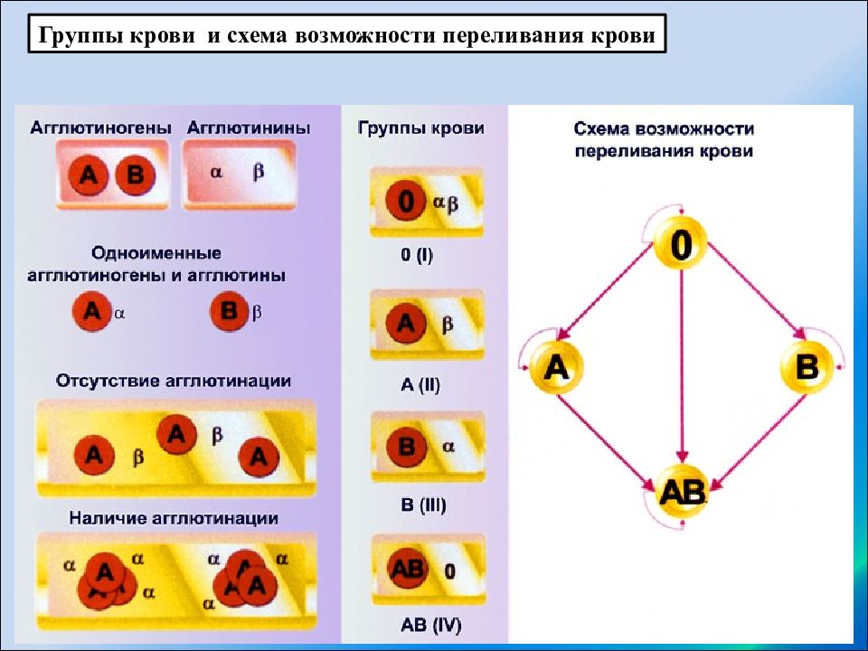 Схема переливания крови биология 8 класс биология