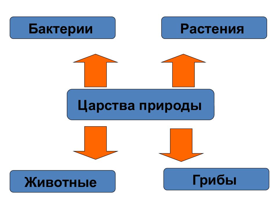 Принципы систематики презентация