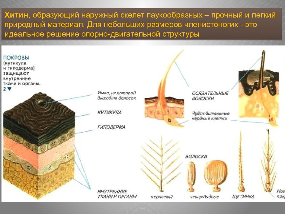 Какие приспособления позволили паукообразным заселить суши. Строение кожных покровов насекомых. Строение хитинового Покрова членистоногих. Строение кутикулы членистоногих. Покров паукообразных.