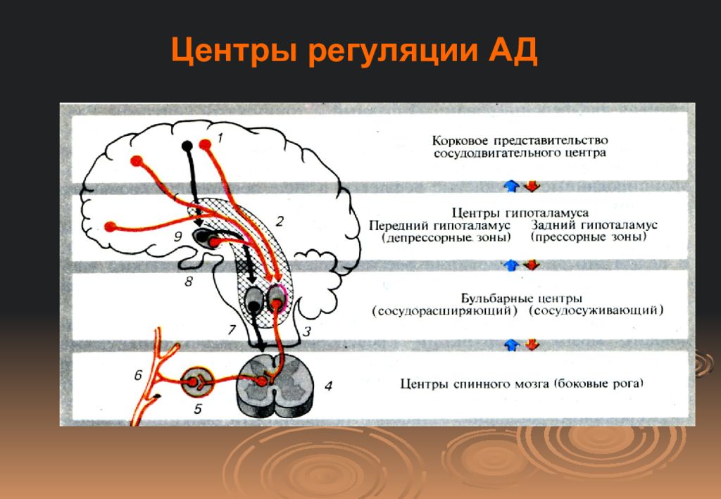 Висцеральный рефлекс. Система регуляции артериального давления. Центр регуляции давления в головном мозге. Рефлекторная регуляция артериального давления. Центры регуляции висцеральных функций.